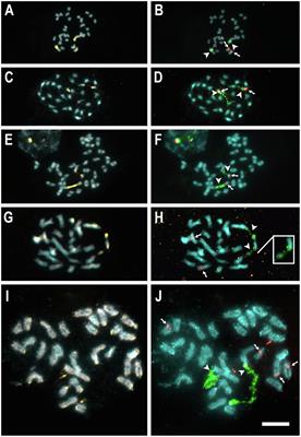 The Evolution of Cytogenetic Traits in Cuscuta (Convolvulaceae), the Genus With the Most Diverse Chromosomes in Angiosperms